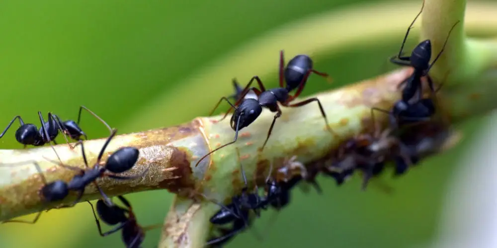 Ant Killer Ideas
