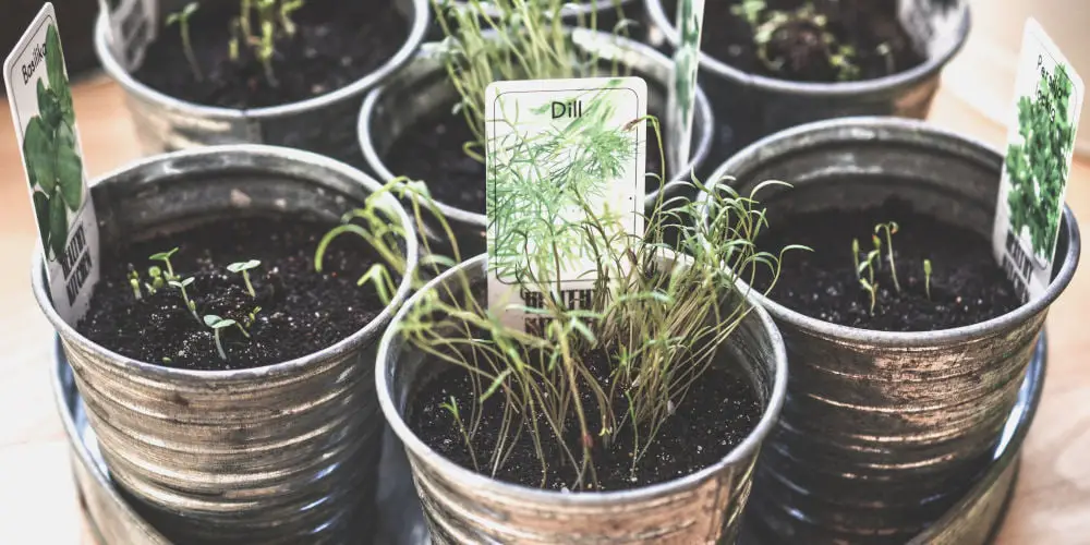 start DIY Herb Garden