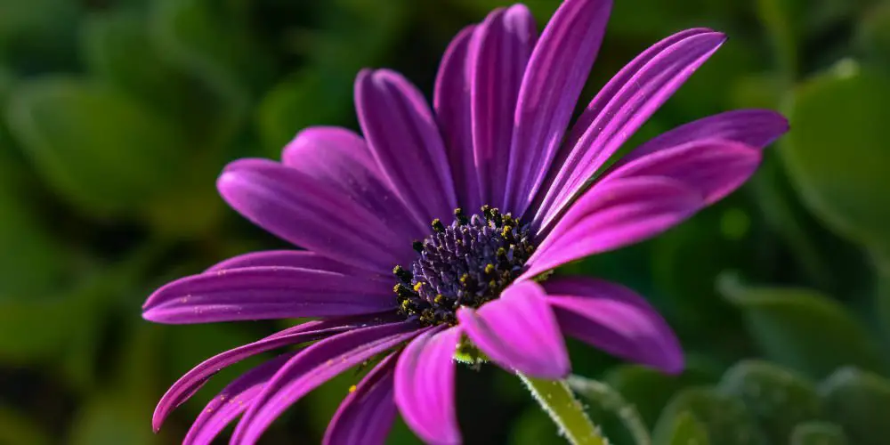 African Daisy