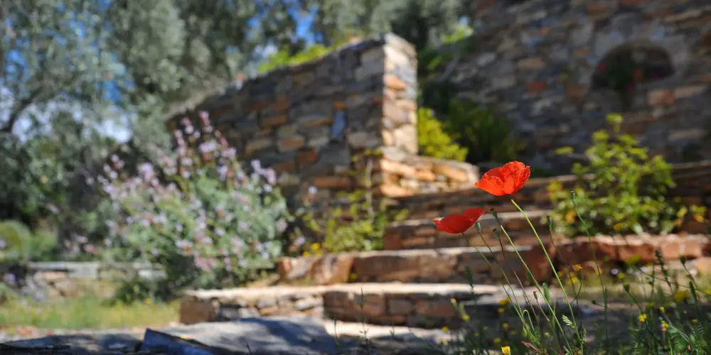 Beautify Your Garden tips