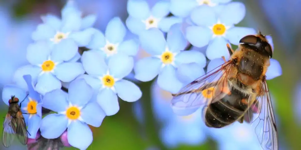 Bee-Friendly Garden