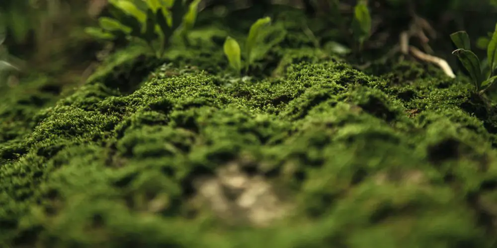 Best Moss Killer For Lawns