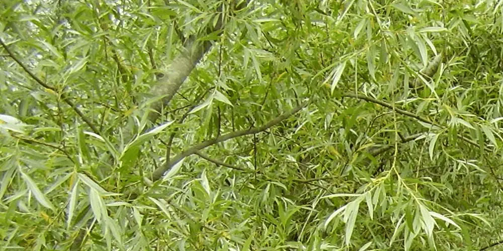 Common Osier Willow