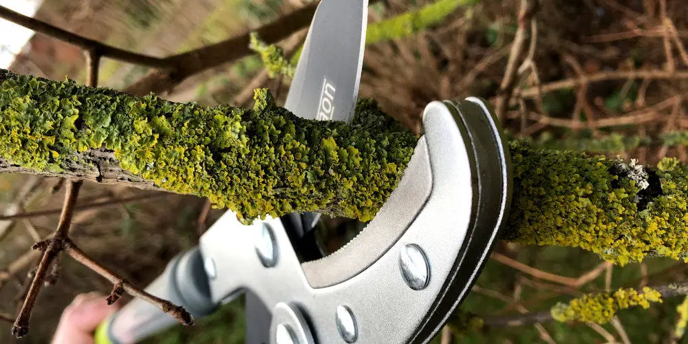 Davaon pro Ratchet Telescopic Anvil Loppers use