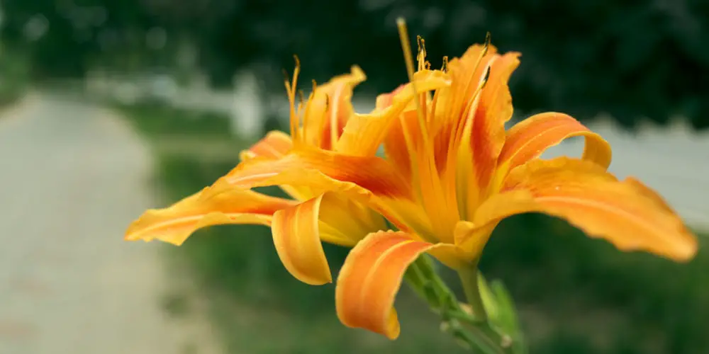 Daylilies