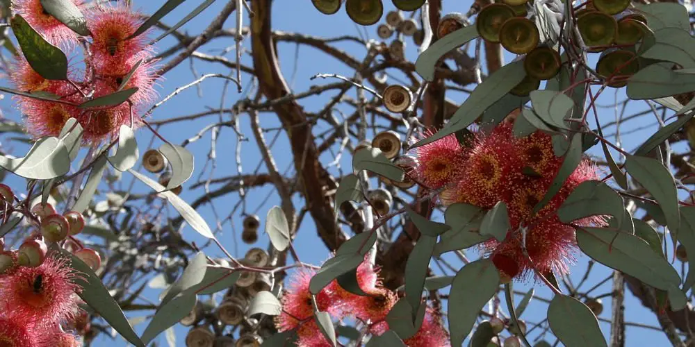 Eucalyptus