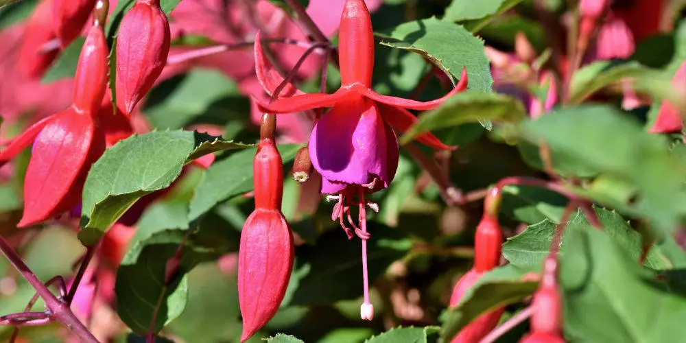 Fuchsias