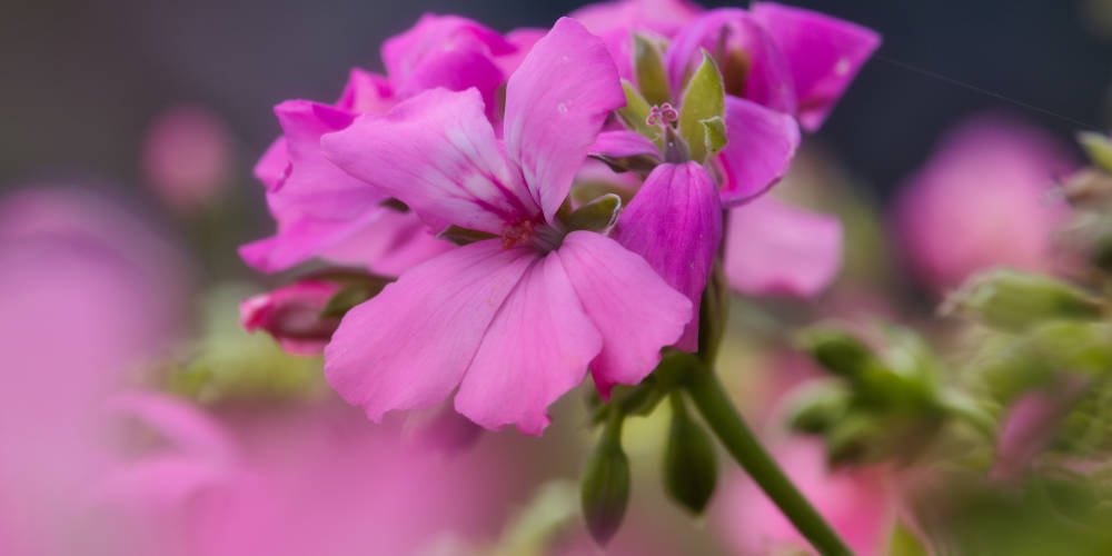 Geraniums