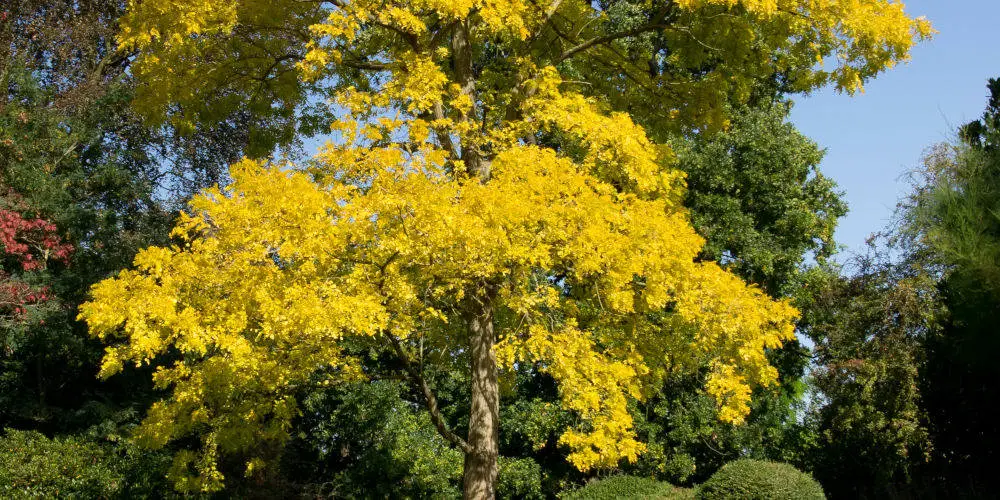 Golden False Acacia