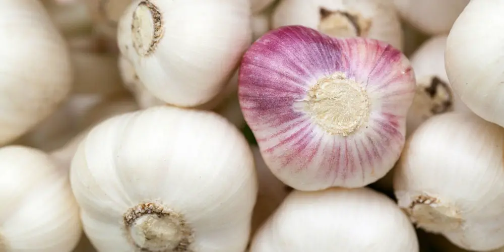 Grow Garlic
