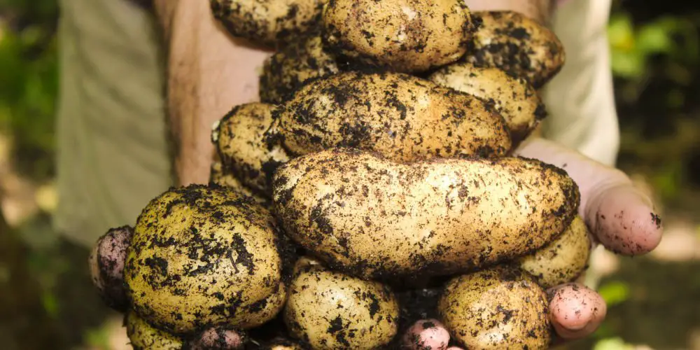 Grow Potatoes