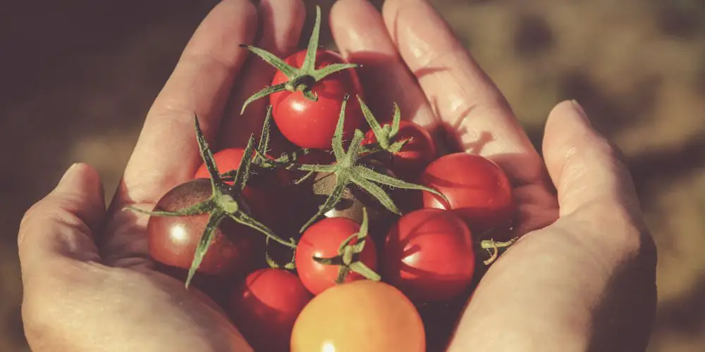 Grow Tomatoes