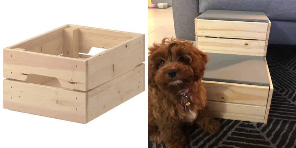 dog steps