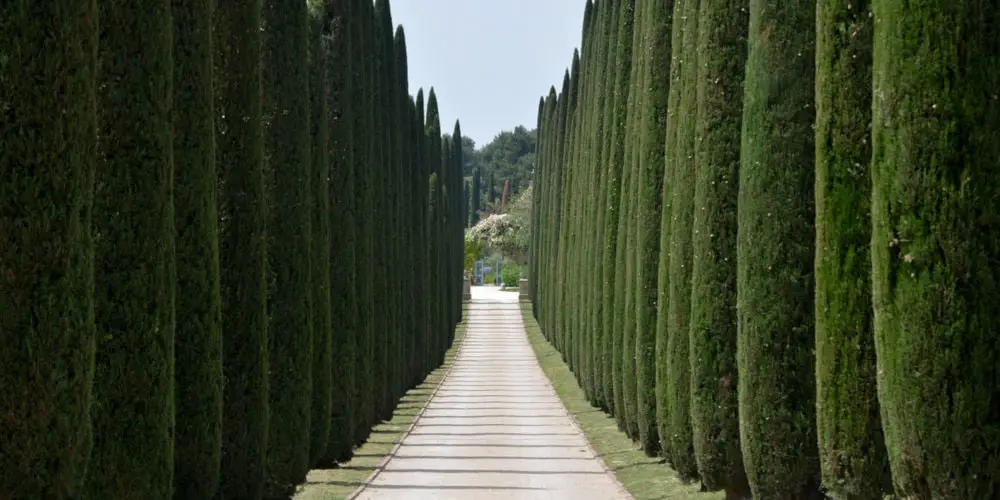 Italian Cypress