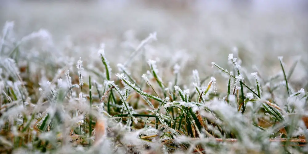 Lawn Care Winter