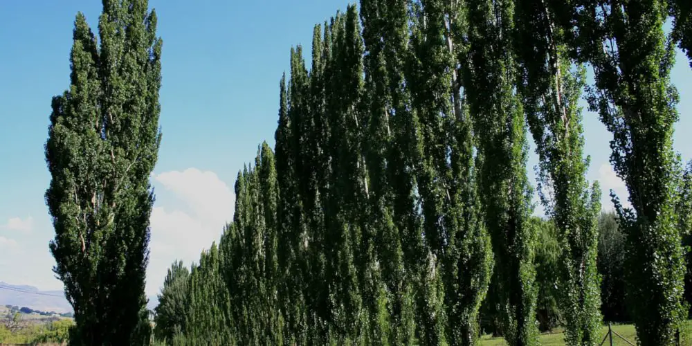 Lombardy Poplar