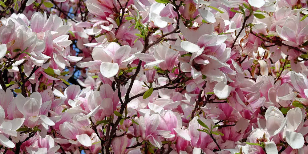 Magnolia Bushes