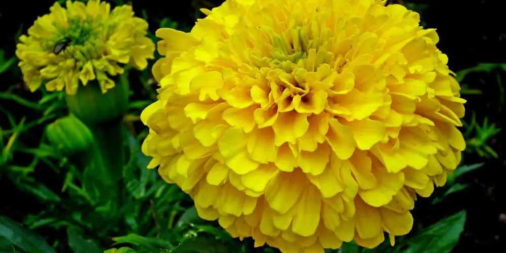 Marigolds