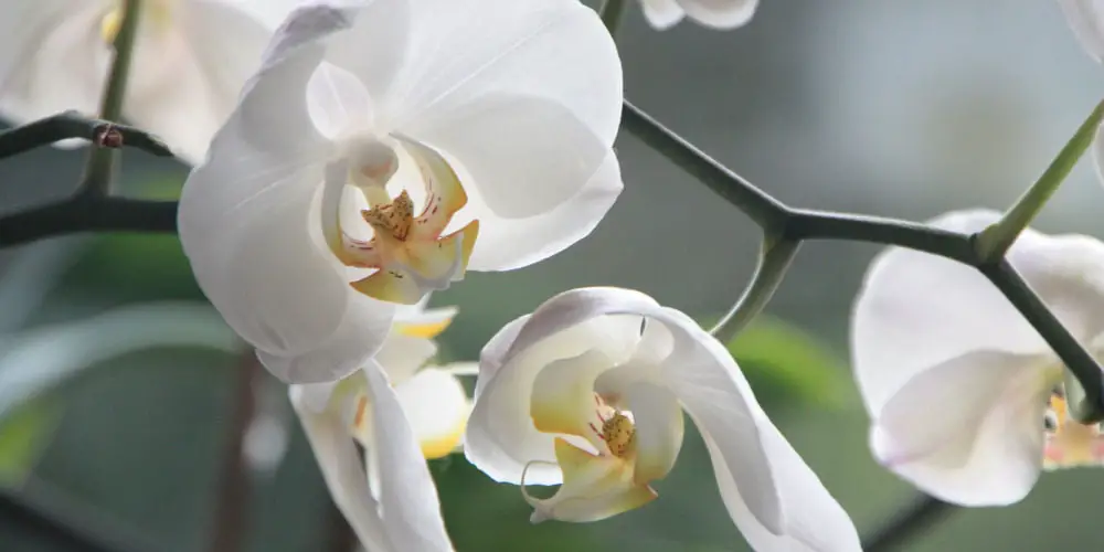 Orchids