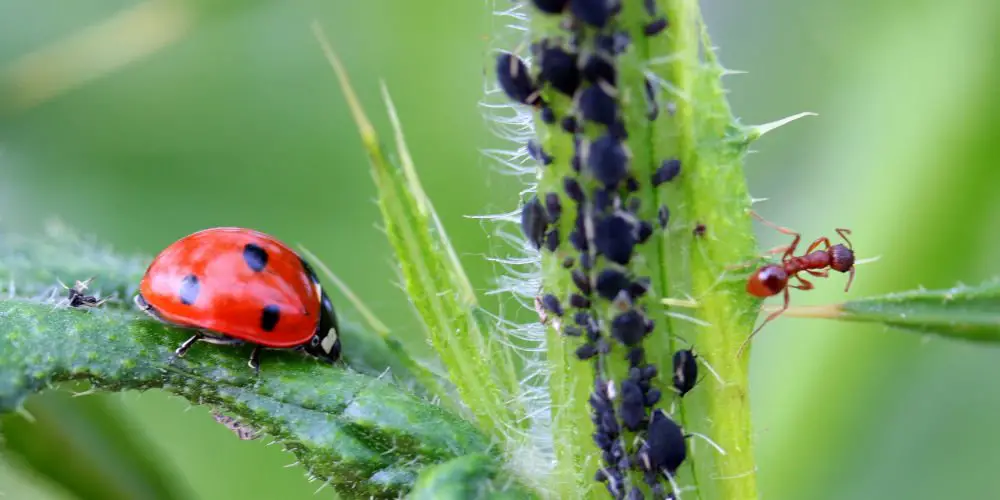 Organic Pest Control