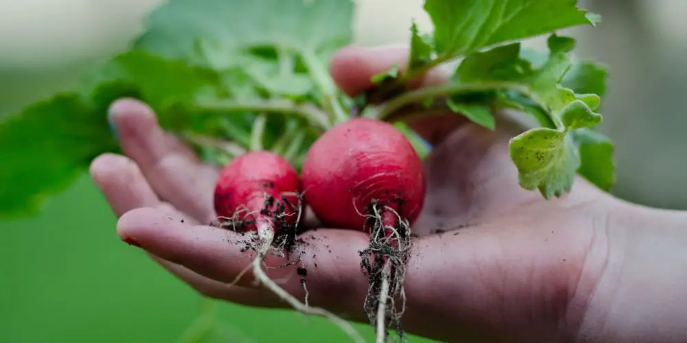 How to start an organic vegetable garden
