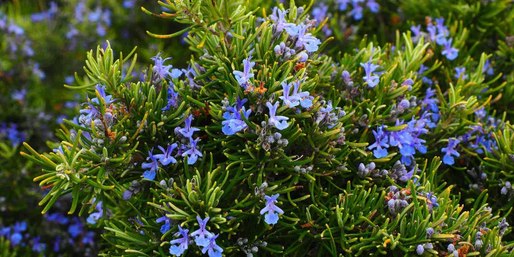 Rosemary