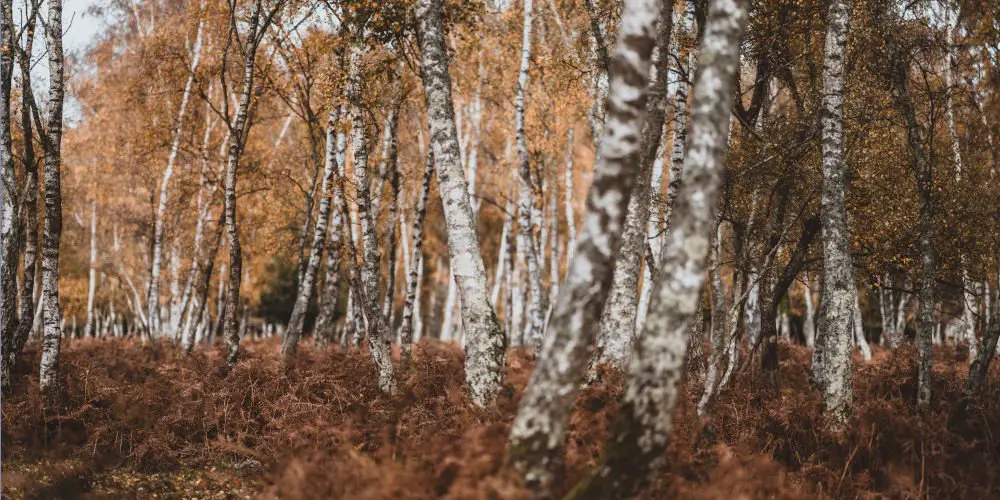 Silver Birch