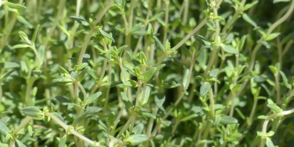 Thyme`