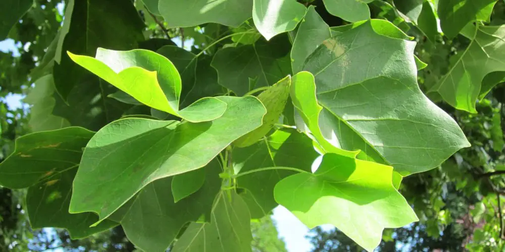 Tulip Poplar