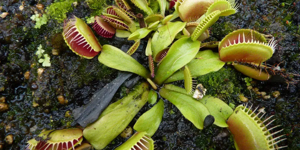 Venus Fly Trap