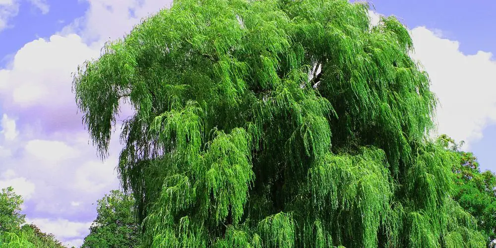 Weeping Willow