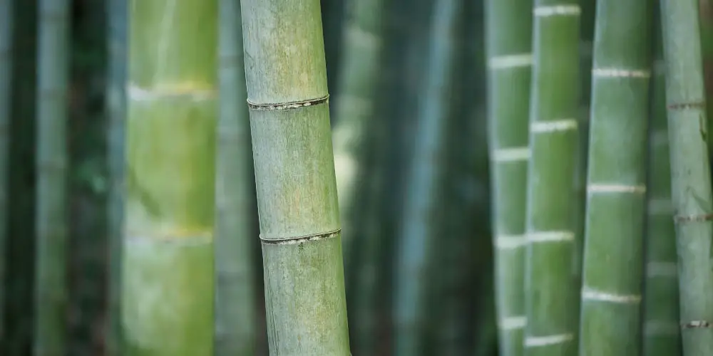 bamboo