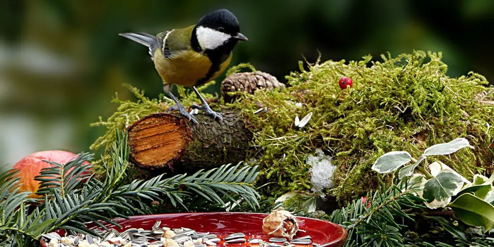 best winter garden plants