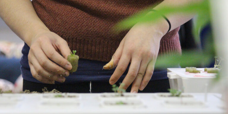 How to start a hydroponics vegetable garden | My Dream Haus