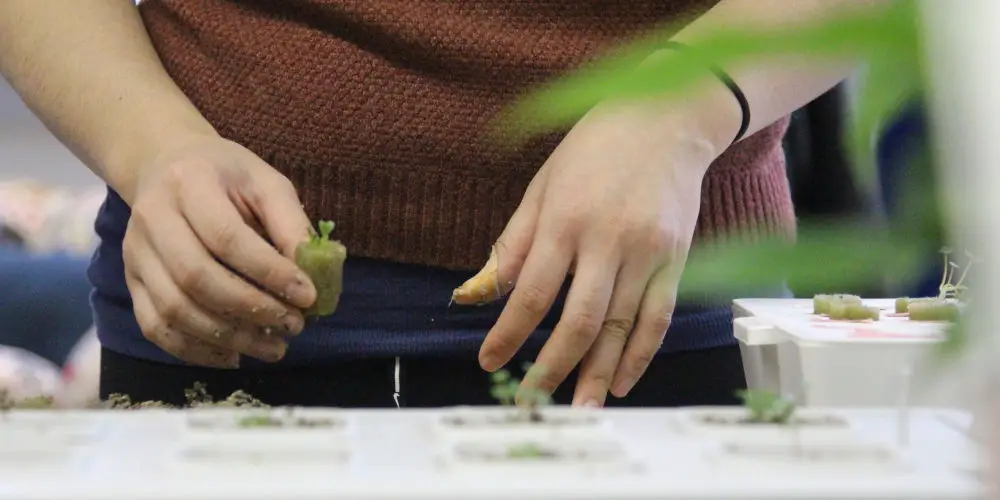 build hydroponic vegetable garden