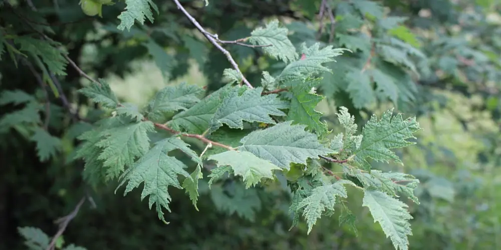 Common Hazel