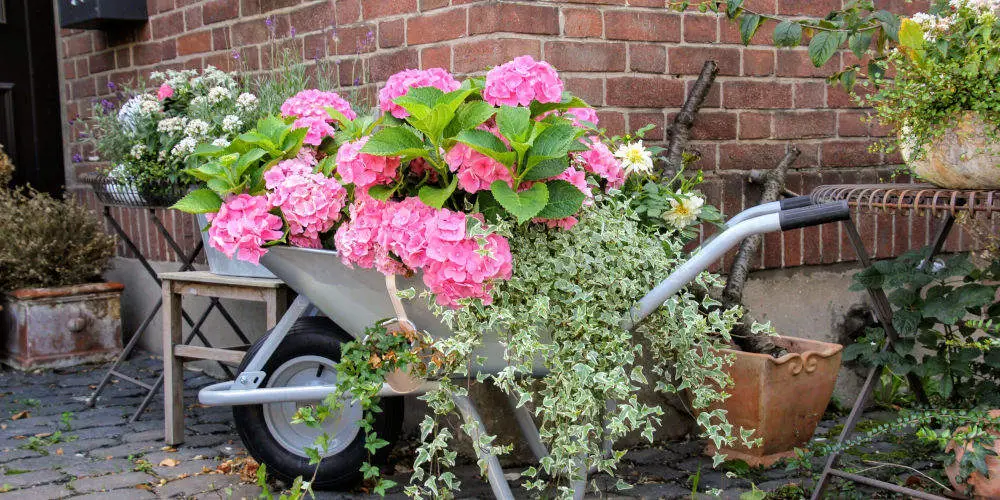 Container garden basics