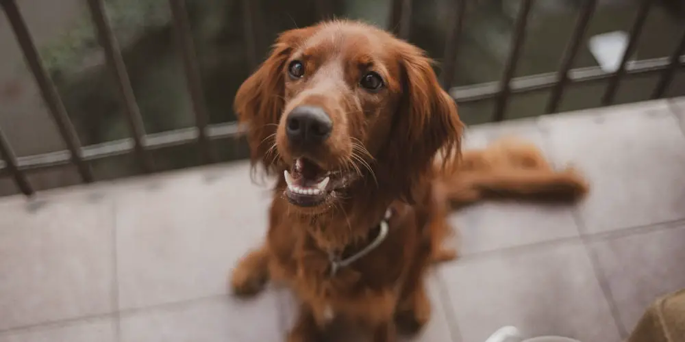 dog friendly balcony