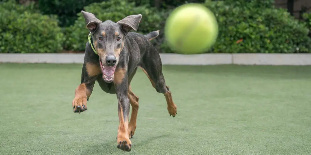 epic dog friendly garden designs
