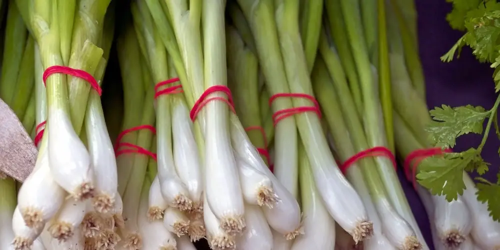 grow Spring Onions