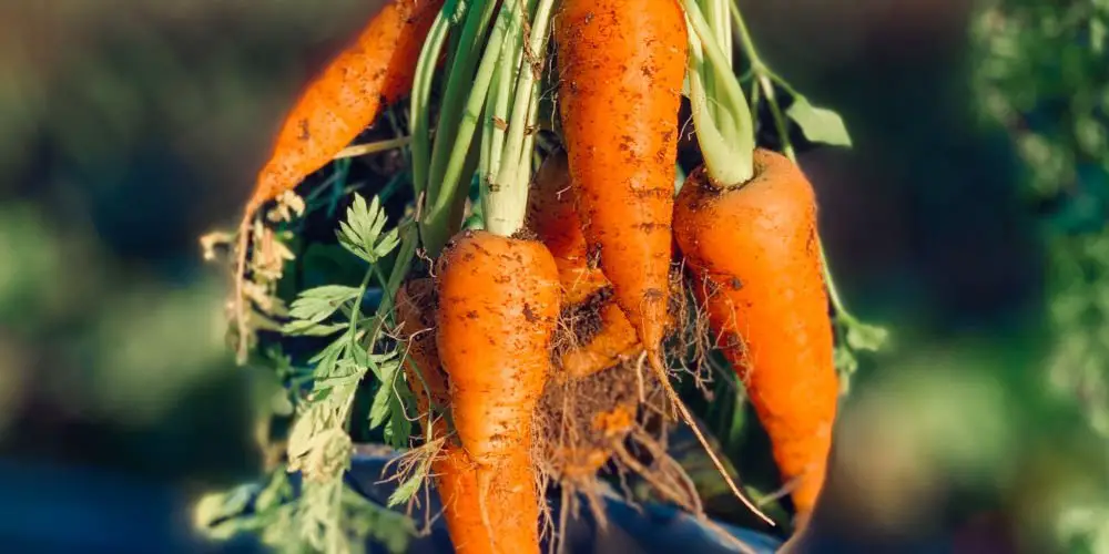 grow carrots