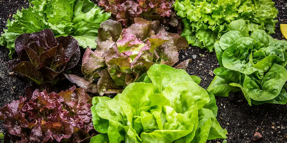 grow lettuce