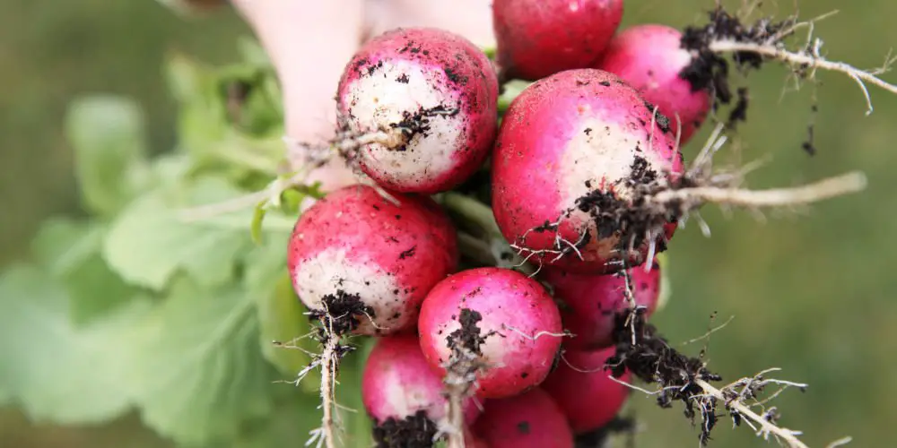 grow turnips