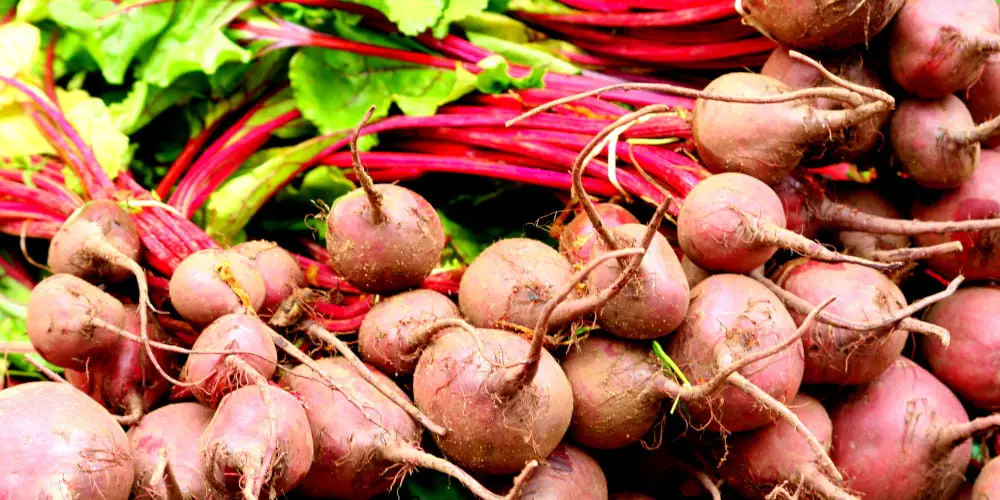 How to grow turnips an easy beginner's guide My Dream Haus