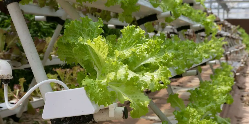 hydroponic system best option