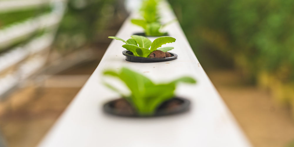  aquaponics fogponics