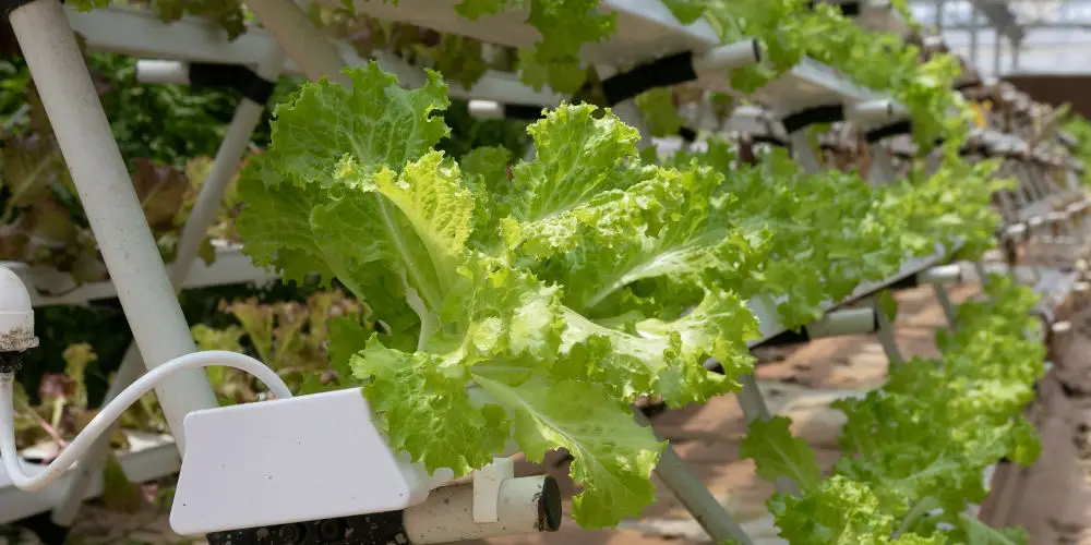 hydroponics farm