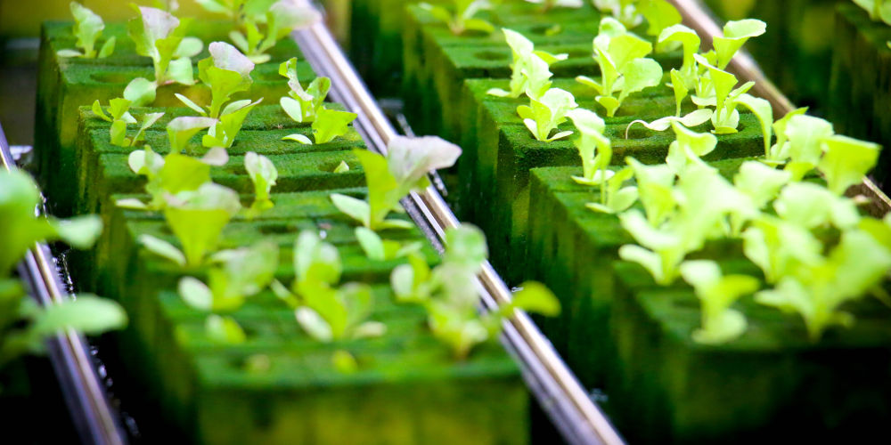 Are hydroponics the garden of the future