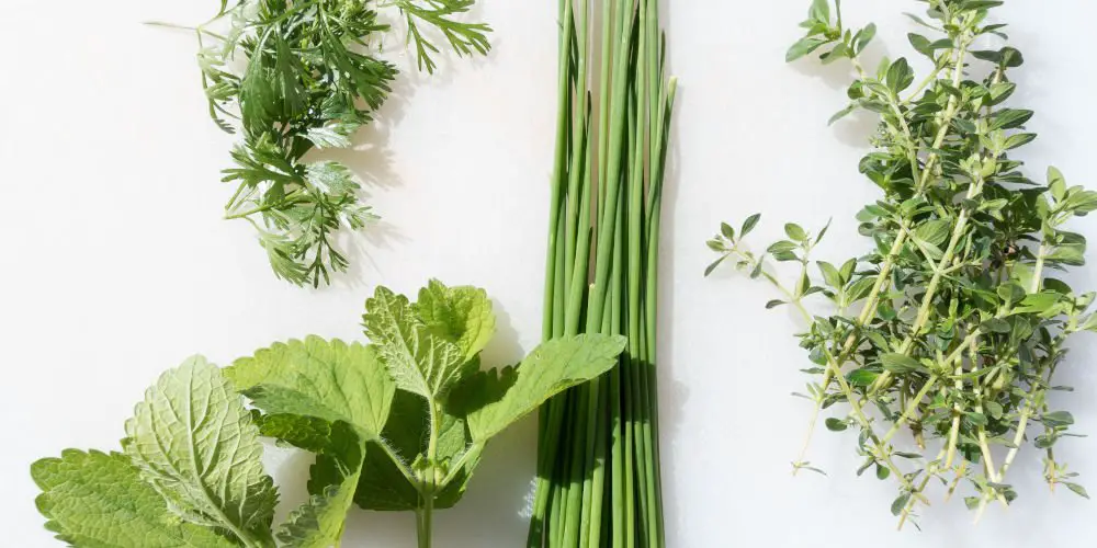 herb garden borders