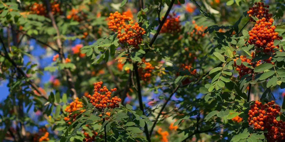 rowan mountain ash